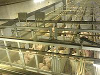 Danish Crown oktober 2007-12